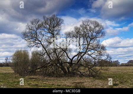 Frühjahr Wald. Einsamer Baum auf einer Wiese. Stockfoto