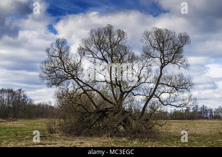 Frühjahr Wald. Einsamer Baum auf einer Wiese. Stockfoto