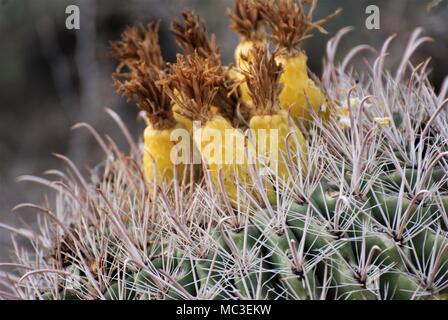 Blühende Angelhaken Barrel Kaktus in Tucson, Arizona, USA Stockfoto