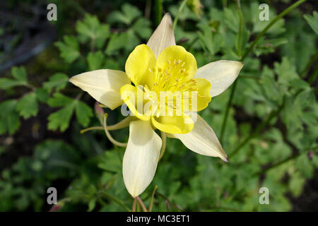 Gelbe Columbine Blume in voller Blüte. Aqualigia Crysantha Stockfoto