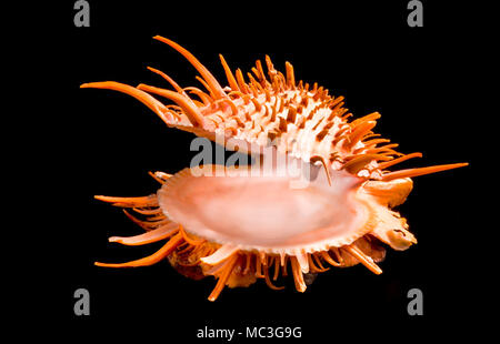 Orange stacheligen Oyster shell in den warmen Gewässern der See von Cortez gefunden. Stockfoto