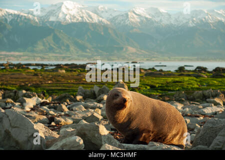 Es Wild life Dichtung in Kaikoura Neuseeland. Ich nahm es am frühen Morgen so Aussehen sehr schläfrig. Wenn Sie Bild von Morgen wollen, können Sie es verwenden. Stockfoto