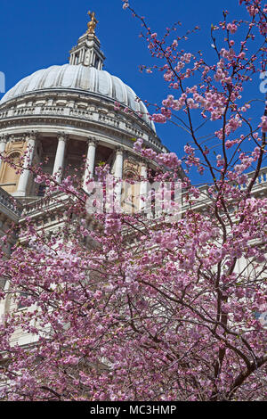 Stadt London Spring Blossom in St Paul's Cathedral Gärten Stockfoto