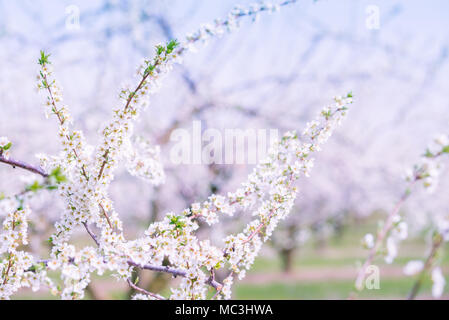 Ziergarten mit majestätisch blühende große Bäume auf einem frischen grünen Rasen. Stockfoto