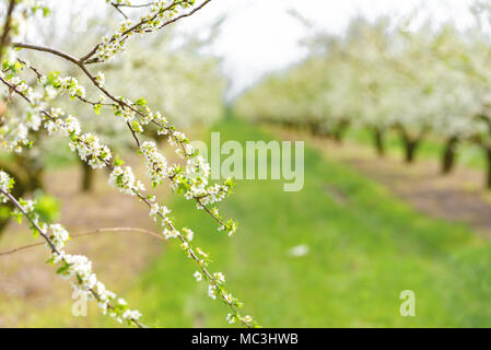 Ziergarten mit majestätisch blühende große Bäume auf einem frischen grünen Rasen. Stockfoto