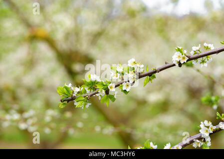 Ziergarten mit majestätisch blühende große Bäume auf einem frischen grünen Rasen. Stockfoto