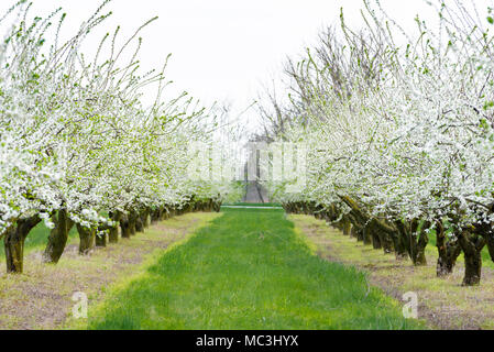 Ziergarten mit majestätisch blühende große Bäume auf einem frischen grünen Rasen. Stockfoto