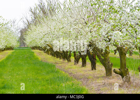 Ziergarten mit majestätisch blühende große Bäume auf einem frischen grünen Rasen. Stockfoto