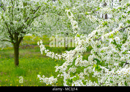Ziergarten mit majestätisch blühende große Bäume auf einem frischen grünen Rasen. Stockfoto