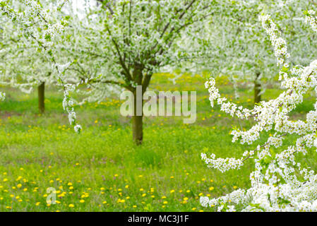 Ziergarten mit majestätisch blühende große Bäume auf einem frischen grünen Rasen. Stockfoto