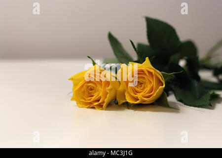 Zwei helle gelbe Blumen auf einem weißen Tisch. Wunderschön und zerbrechlich Blumen, ideal für Frühling und Ostern! Stockfoto