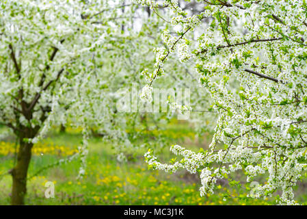 Ziergarten mit majestätisch blühende große Bäume auf einem frischen grünen Rasen. Stockfoto