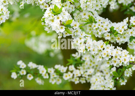 Ziergarten mit majestätisch blühende große Bäume auf einem frischen grünen Rasen. Stockfoto