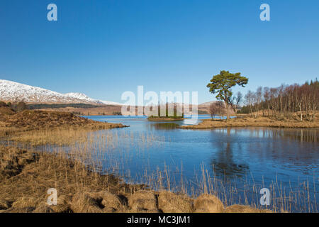 Gemeine Kiefer (Pinus sylvestris) entlang Loch Tulla in den schottischen Highlands im Winter, Argyll und Bute, Schottland, Großbritannien Stockfoto