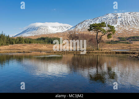 Gemeine Kiefer (Pinus sylvestris) entlang Loch Tulla in den schottischen Highlands im Winter, Argyll und Bute, Schottland, Großbritannien Stockfoto