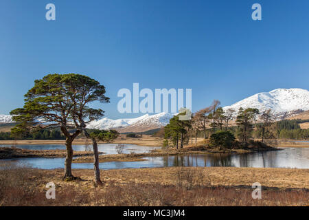 Gemeine Kiefer (Pinus sylvestris) entlang Loch Tulla in den schottischen Highlands im Winter, Argyll und Bute, Schottland, Großbritannien Stockfoto