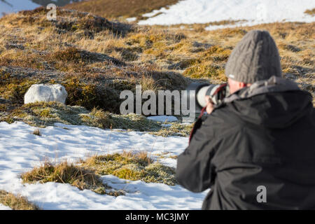 Naturfotograf anfahren Berg Hase/Schneehase (Lepus timidus) in weiß winter Fell in den schottischen Highlands, Schottland, Großbritannien Stockfoto