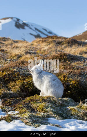 Schneehase/Alpine Hase/Schneehase (Lepus timidus) in weiß winter Fell im Cairngorms Nationalpark, Scottish Highlands, Schottland, UK Stockfoto