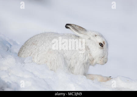 Schneehase/Alpine Hase/Schneehase (Lepus timidus) in weiß winter Fell im Schnee ruhen Stockfoto