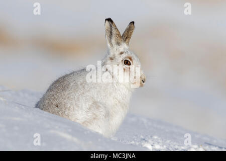 Schneehase/Alpine Hase/Schneehase (Lepus timidus) in weiß winter Fell sitzt im Schnee Stockfoto