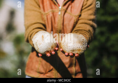 Das Mädchen hält Frische saftige Große Weiße Pilze Stockfoto