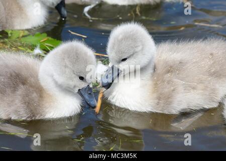 Neugeborene cygnets schwimmen im Wasser Stockfoto