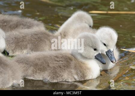 Neugeborene cygnets schwimmen im Wasser Stockfoto