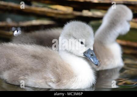 Neugeborene cygnets schwimmen im Wasser Stockfoto