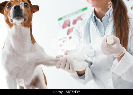 Frau setzt einen Verband an einer verletzten Pfote Hund, Welpe Angst. Tierklinik Konzept. Dienstleistungen von einem Arzt für Tiere, die Gesundheit und die Behandlung von Haustieren Stockfoto