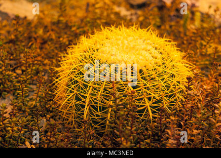 Cactus Mexiko (Golden barrel Kaktus, Golden Ball oder Schwiegermutter Kissen) unter sukkulenten Pflanzen Sedum in Abend Beleuchtung Stockfoto