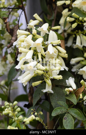 Weiß röhrenförmigen Blüten der Ausschreibung wonga wonga Vine, Pandorea pandorana, Blüte im Gewächshaus im April Stockfoto