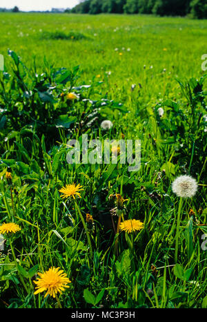 Die untere Derwent Valley National Nature Reserve, untere Fluss Derwent Ings SSSI, South Yorkshire, England, UK, GB. Stockfoto