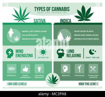 Cannabis sativa, Cannabis indica: Unterschiede und die Nutzen für die Gesundheit Infografik Stock Vektor