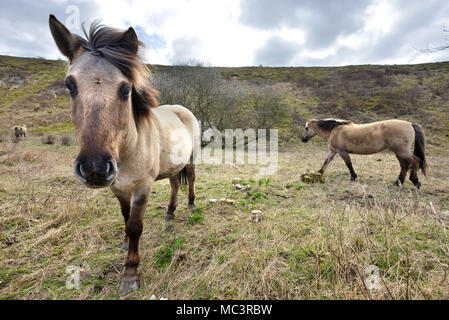 Konik Ponys auf Malling, Lewes, East Sussex, von Sussex Wildlife Trust verwendet auf der South Downs National Park zu grasen. Stockfoto