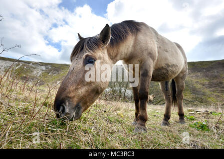 Konik Ponys auf Malling, Lewes, East Sussex, von Sussex Wildlife Trust verwendet auf der South Downs National Park zu grasen. Stockfoto