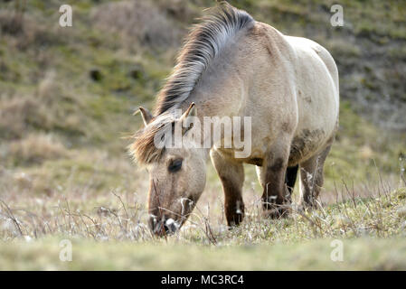 Konik Ponys auf Malling, Lewes, East Sussex, von Sussex Wildlife Trust verwendet auf der South Downs National Park zu grasen. Stockfoto