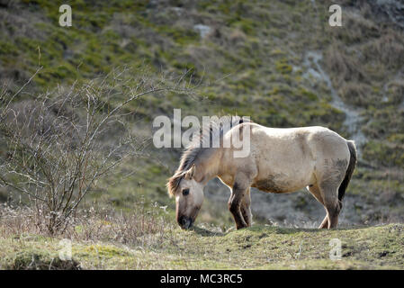 Konik Ponys auf Malling, Lewes, East Sussex, von Sussex Wildlife Trust verwendet auf der South Downs National Park zu grasen. Stockfoto