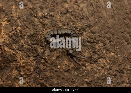 Schwarz malaysischen Tausendfüßler Stockfoto