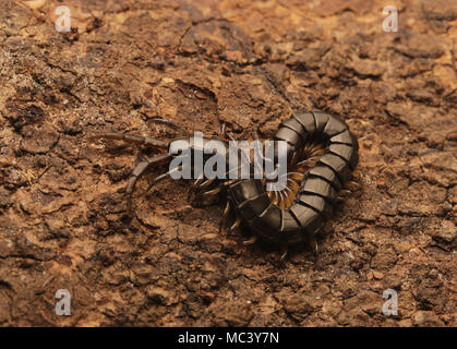 Schwarz malaysischen Tausendfüßler Stockfoto