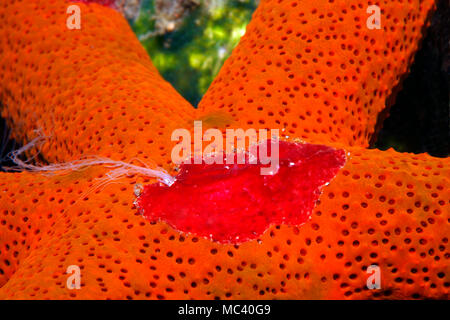 Platyctenid Rippenqualle, oder schleichende Comb Jelly, Coeloplana astericola, leben auf einem Sea Star, Echinaster luzonicus. Tulamben, Bali, Indonesien. Bali Sea Stockfoto