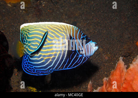 Sub nach Kaiser Angelfish, Pomacanthus Imperator, mit blauen Streifen Cleaner Wrasse, Labroides dimidiatus. Stockfoto