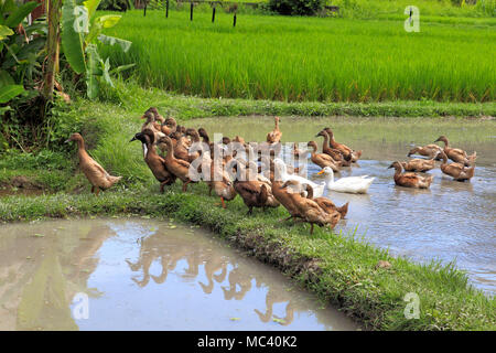 Enten füttern im Reisfeld, Ubud, Bali, Indonesien Stockfoto