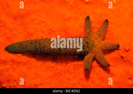 Luzon Sea Star, Echinaster luzonicus, zeigen eine fünf arm Regeneration wächst aus dem Stumpf eines 'übergeordneten' Arm. Siehe unten für mehr Informationen. Stockfoto