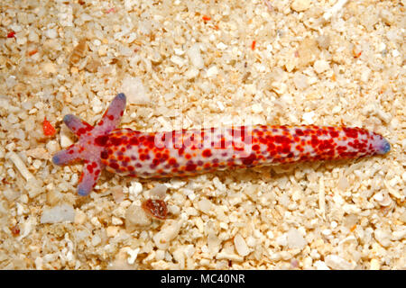 Comet Sea Star, Linckia multifora, zeigen eine Vier arm Regeneration wächst aus dem Stumpf eines 'übergeordneten' Arm. Siehe unten für mehr Informationen. Stockfoto