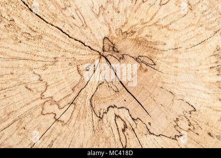 Close up Buche Baumstumpf Rundschnitt mit Ringen auf weißem Hintergrund form Draufsicht isoliert Stockfoto