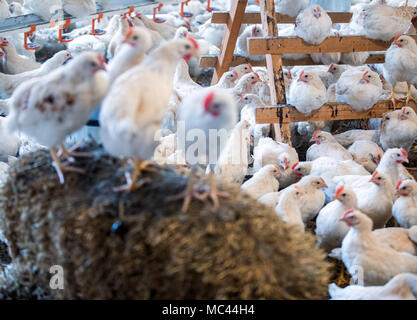 10. Januar 2018, Deutschland, Selow: Vier Wochen alten 'Bruderhaehne' (lit Bruder Hähne), die männlichen Geschwister der Legehennen, in einer Scheune an der Hufe 8 Organic Farm. Foto: Jens Büttner/dpa-Zentralbild/ZB Stockfoto