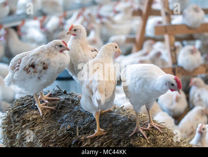 10. Januar 2018, Deutschland, Selow: Vier Wochen alten 'Bruderhaehne' (lit Bruder Hähne), die männlichen Geschwister der Legehennen, in einer Scheune an der Hufe 8 Organic Farm. Foto: Jens Büttner/dpa-Zentralbild/ZB Stockfoto