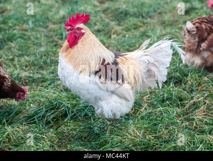 10. Januar 2018, Deutschland, Selow: ein Hahn in eines der Felder für Hühner in die Hufe 8 Organic Farm. Foto: Jens Büttner/dpa-Zentralbild/ZB Stockfoto