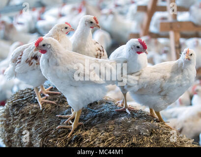 10. Januar 2018, Deutschland, Selow: Vier Wochen alten 'Bruderhaehne' (lit Bruder Hähne), die männlichen Geschwister der Legehennen, in einer Scheune an der Hufe 8 Organic Farm. Foto: Jens Büttner/dpa-Zentralbild/ZB Stockfoto