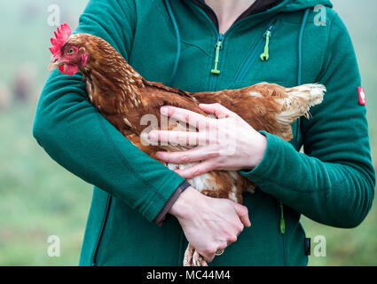 10. Januar 2018, Deutschland, Selow: Anna Propp hält ein Huhn in eines der Felder für Hühner in die Hufe 8 Organic Farm. Foto: Jens Büttner/dpa-Zentralbild/ZB Stockfoto